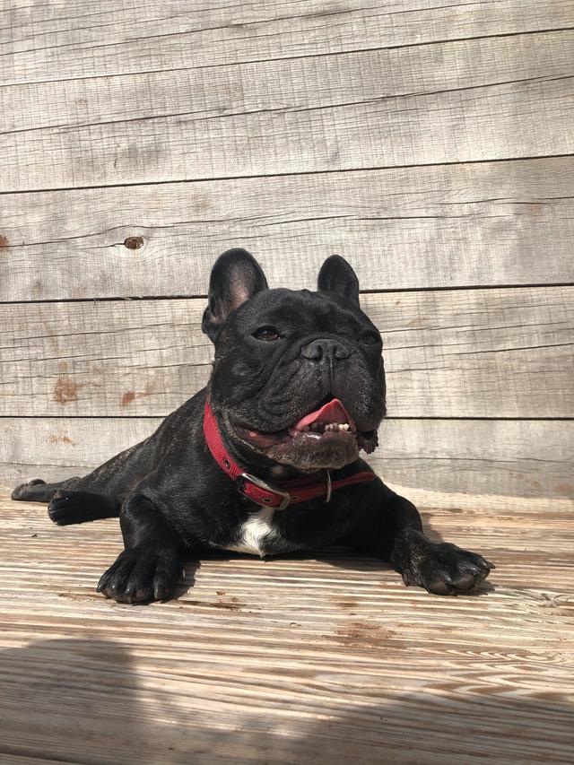 Should I buy the AKC pug or French bulldog puppies for sale near me?