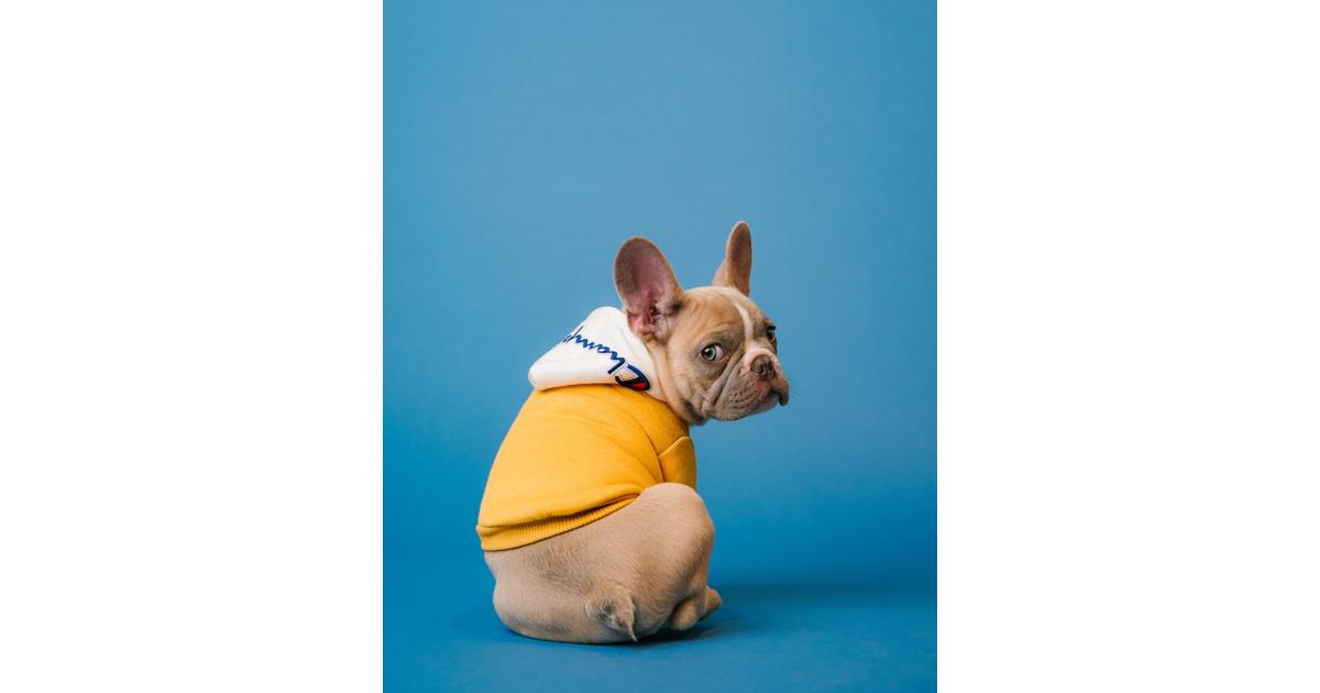 Best flea control treatments for French bulldogs