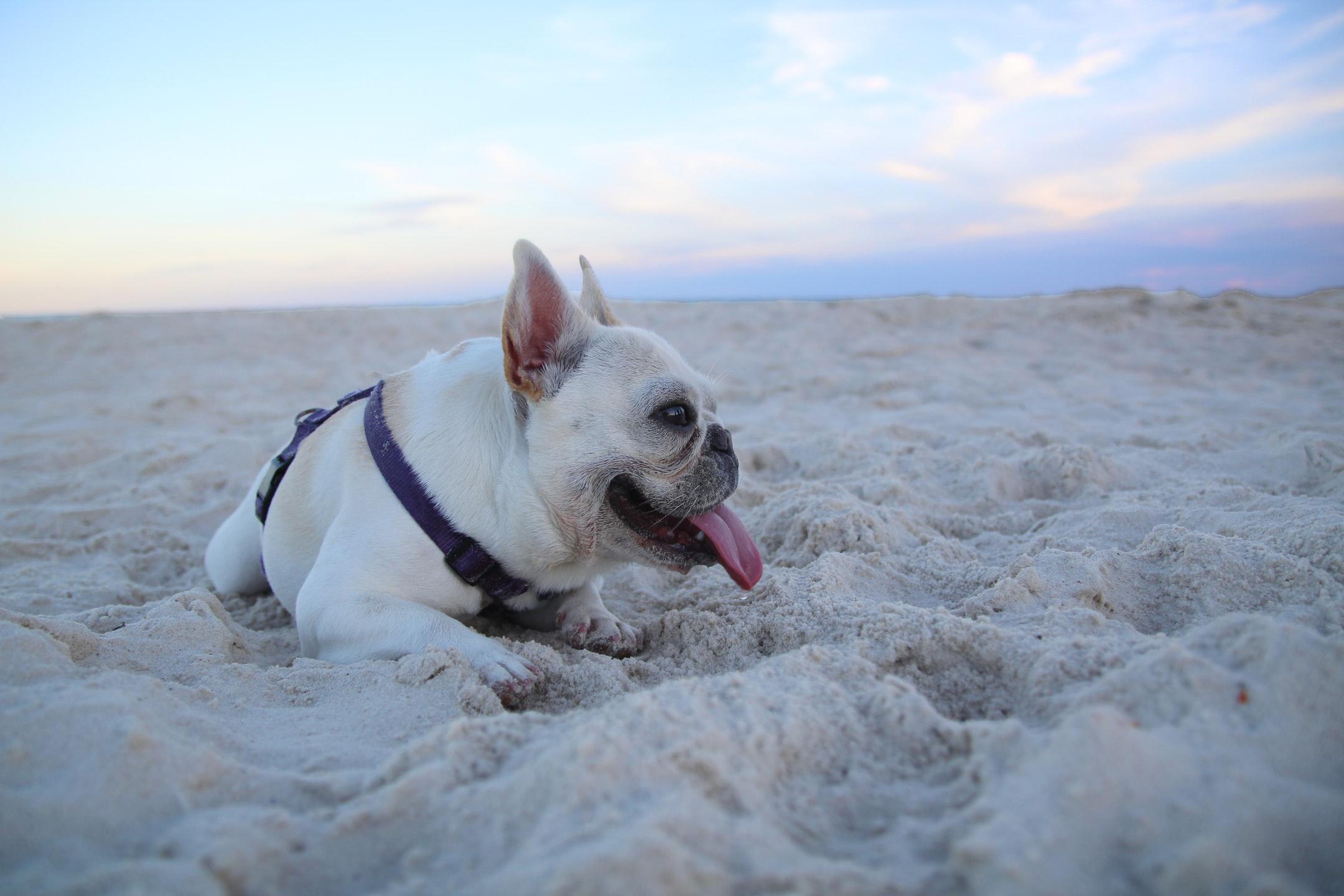 Miss Brûlée loves enjoying a beautiful day on the beach. Always smiling, always has her tongue out!