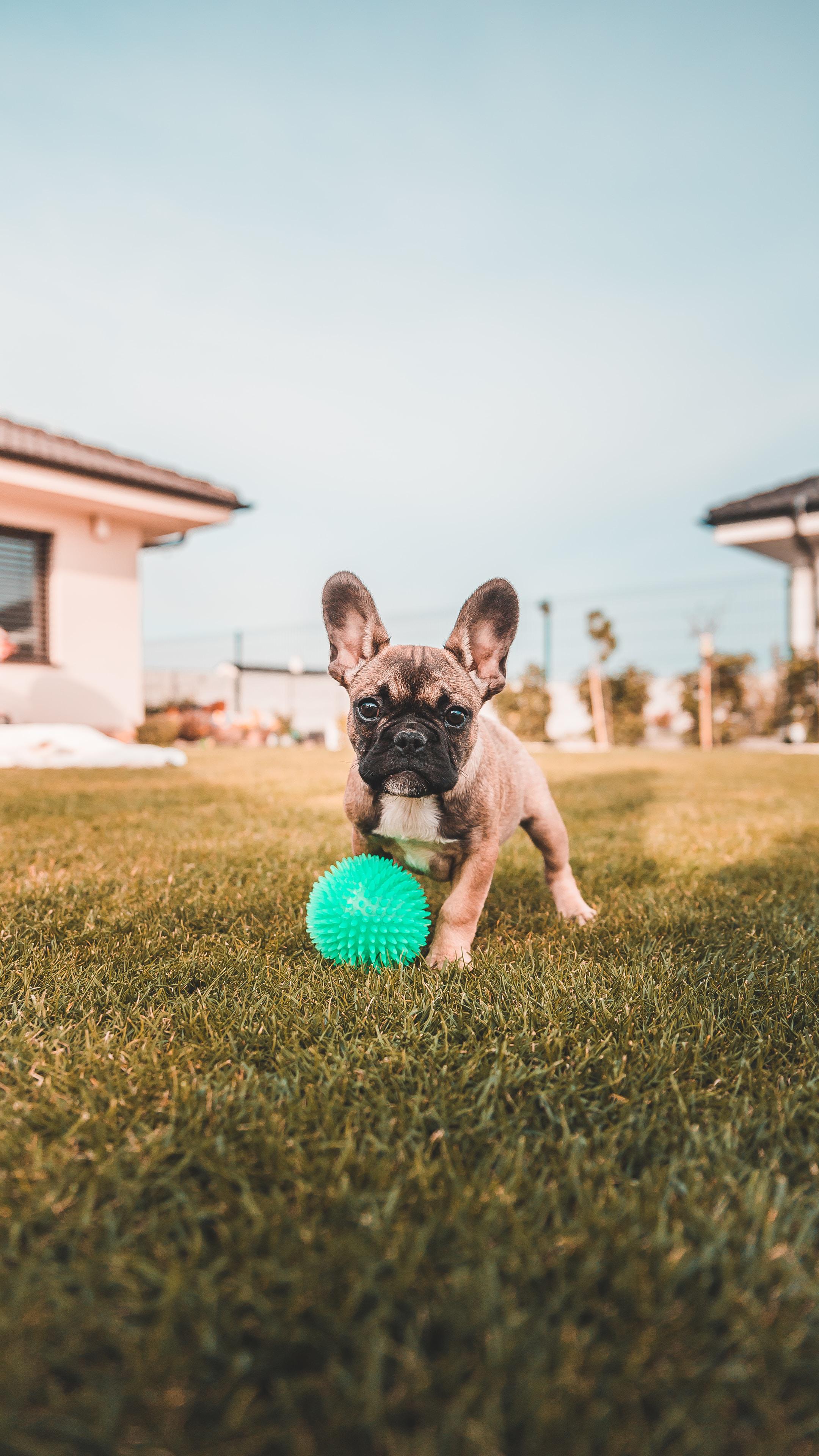 Image of puppies from an AKC French bulldog breeder.