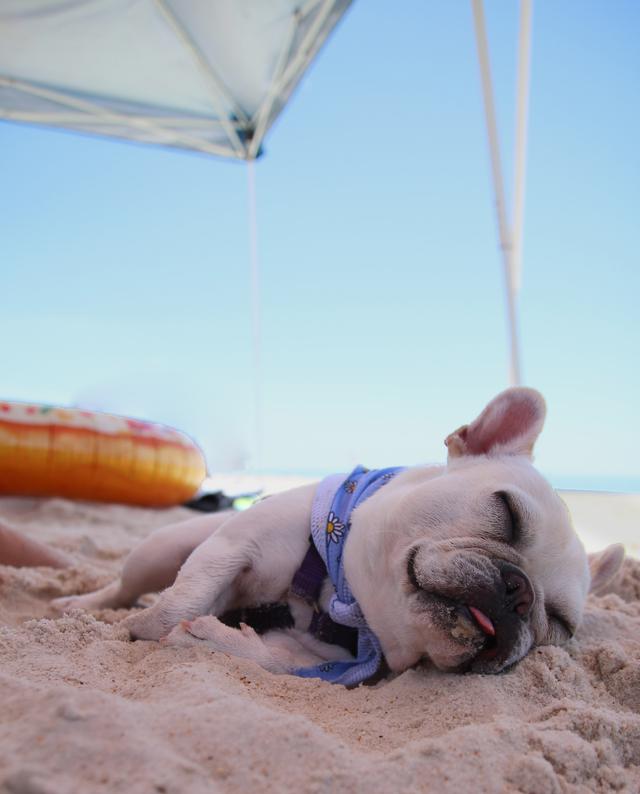 Beach naps are the best naps. Probably dreaming about doughnuts…