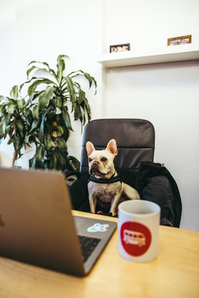 How to find a reputable French bulldog breeder