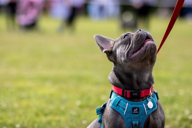 A happy French Bulldog