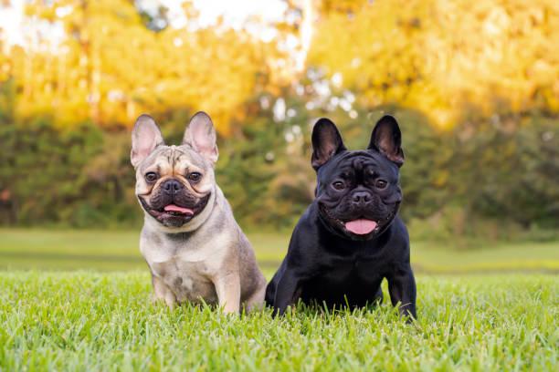 black and white french bulldogs.jpg
