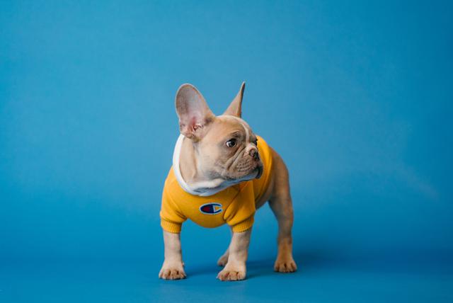 French bulldog stud services make breeding a breeze