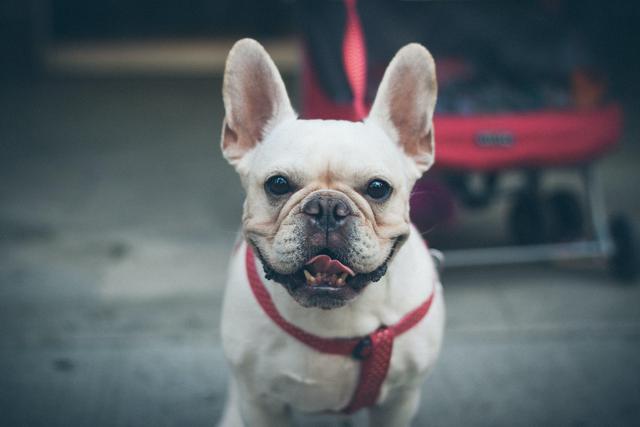 5 tips for a new French Bulldog puppy owner