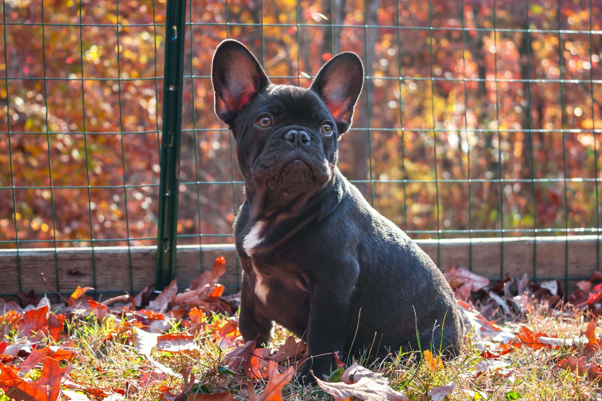French Bulldog ready for travel.