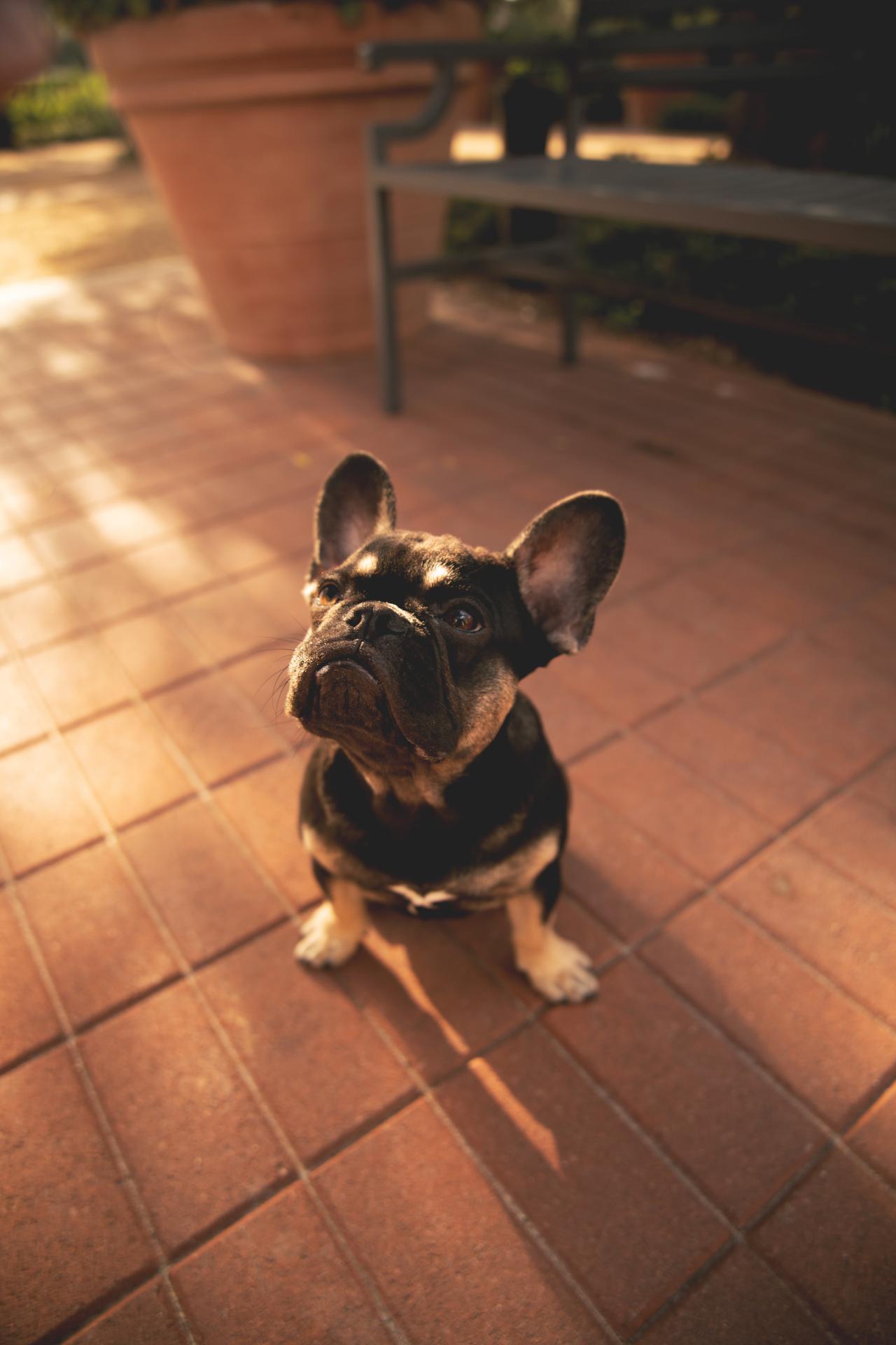 Prepare your home for a new puppy with these tips from Royal Empire French Bulldogs.