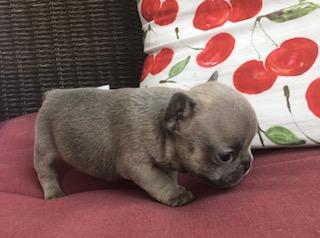 meet your new pup at Royal Empire French Bulldogs