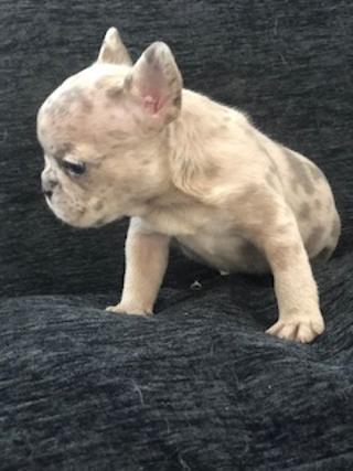 find the next member of your family at Royal Empire French Bulldogs
