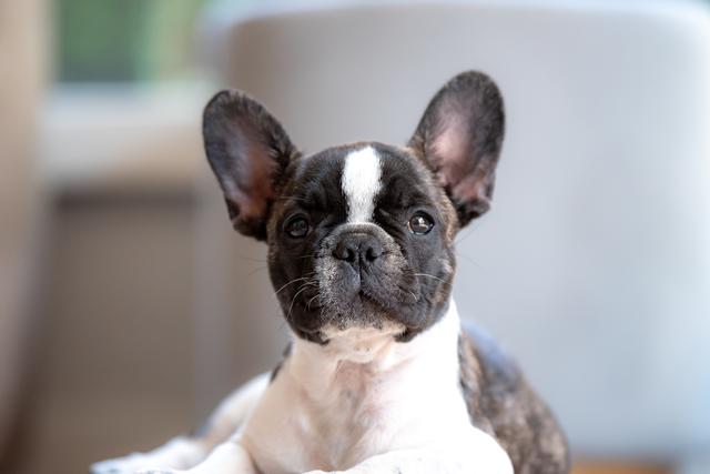 french bulldog puppy breeders california.jpg