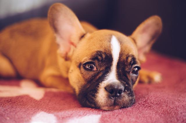 Why French bulldog puppies in California are the best