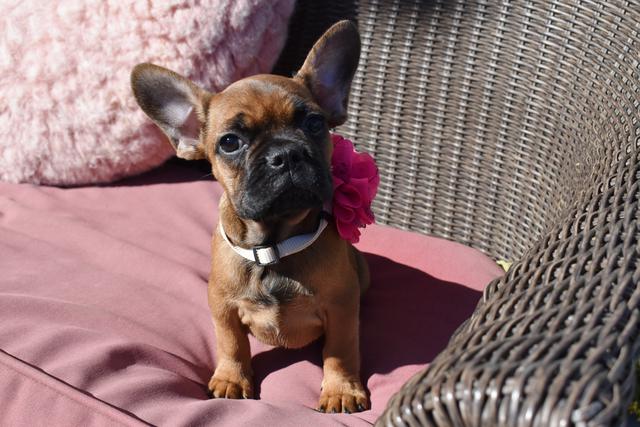 Our Maryland French Bulldog breeders want to help you keep your puppy safe all winter long.