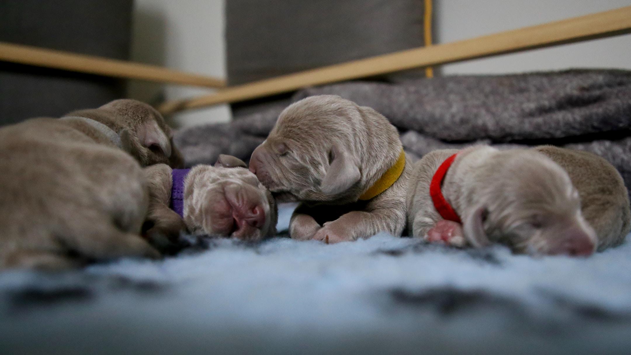 How to Care for French Bulldog Puppies and Where to Get Them