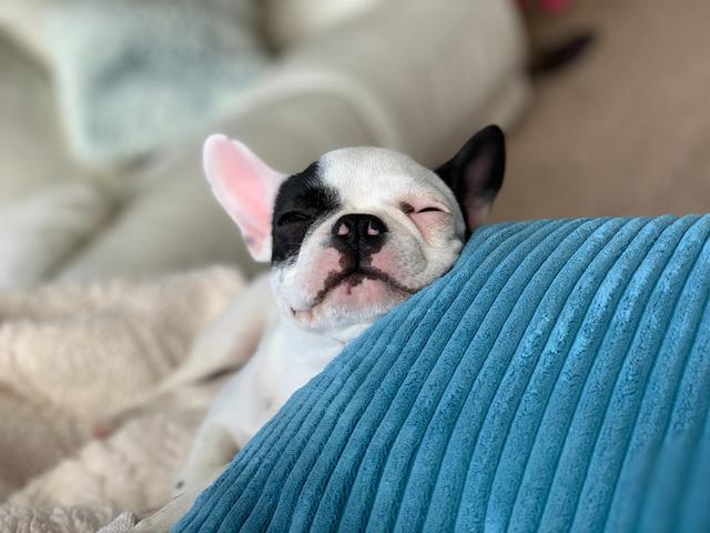 5 fun facts about french bulldog puppies from los angeles breeder