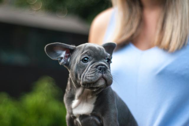 French bulldog puppy raised by one of the best French bulldog breeders