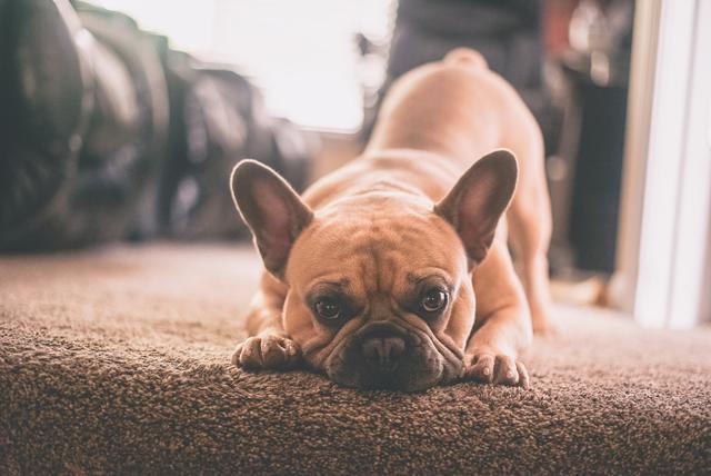 French Bulldog Stud Services: What You Need to Know