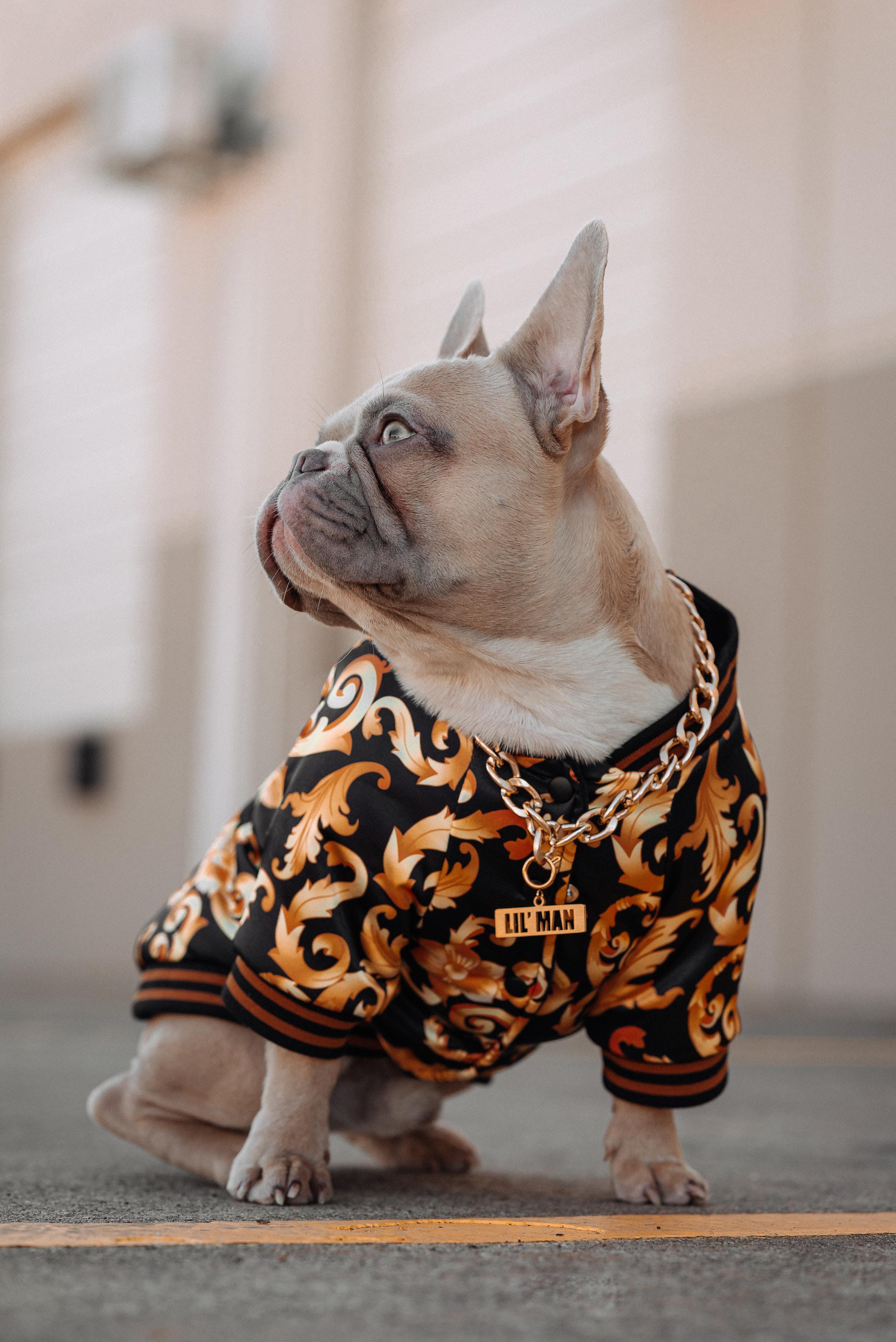A dog that's part of a Frenchie stud service for breeding skater dogs.