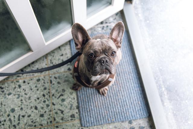 a French bulldog asking to be taken on a walk
