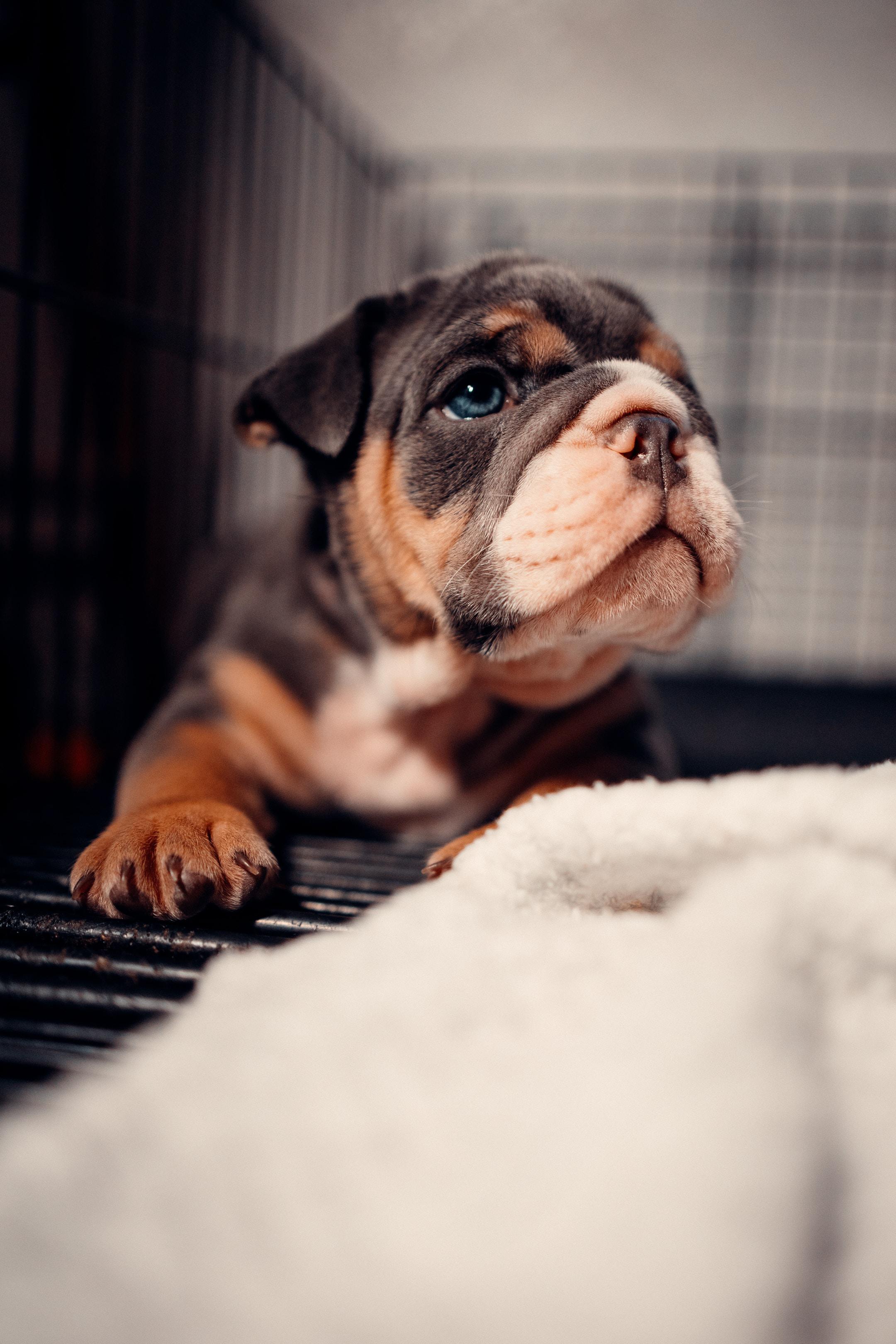 Image of a puppy someone got after learning how to buy a French bulldog in California.