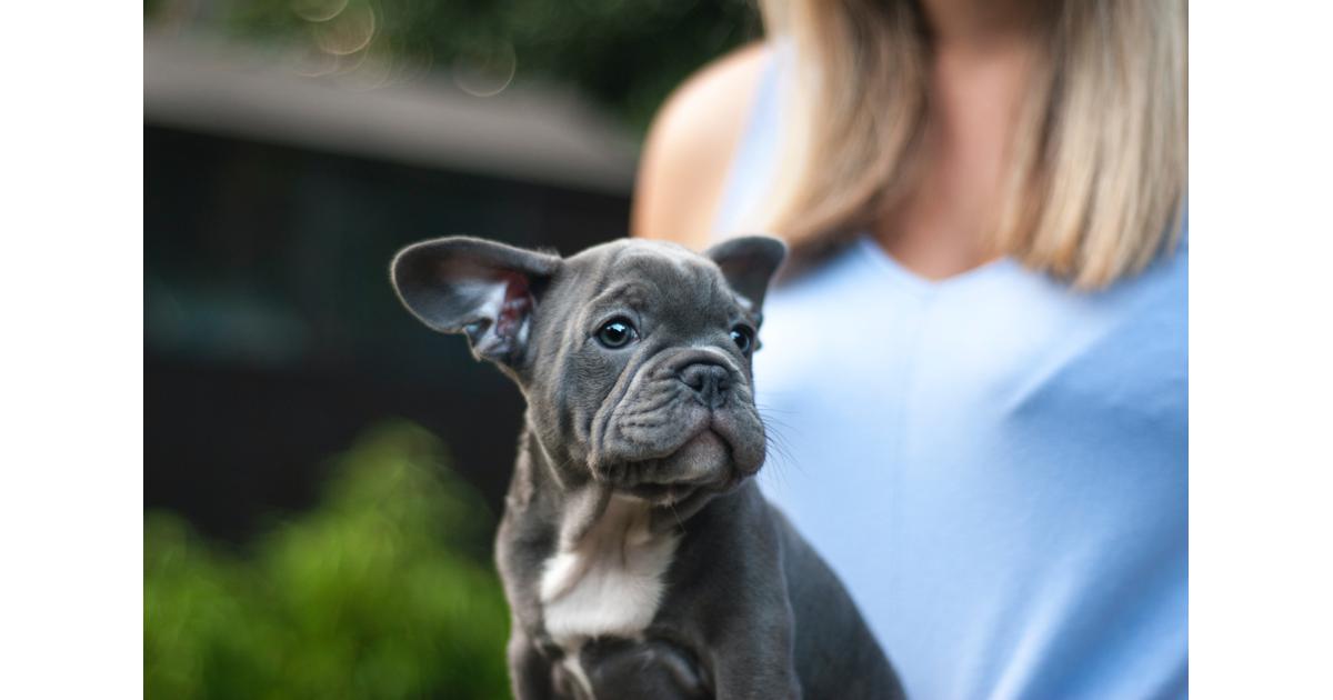 3 Traits of the Best Blue French Bulldog Breeders