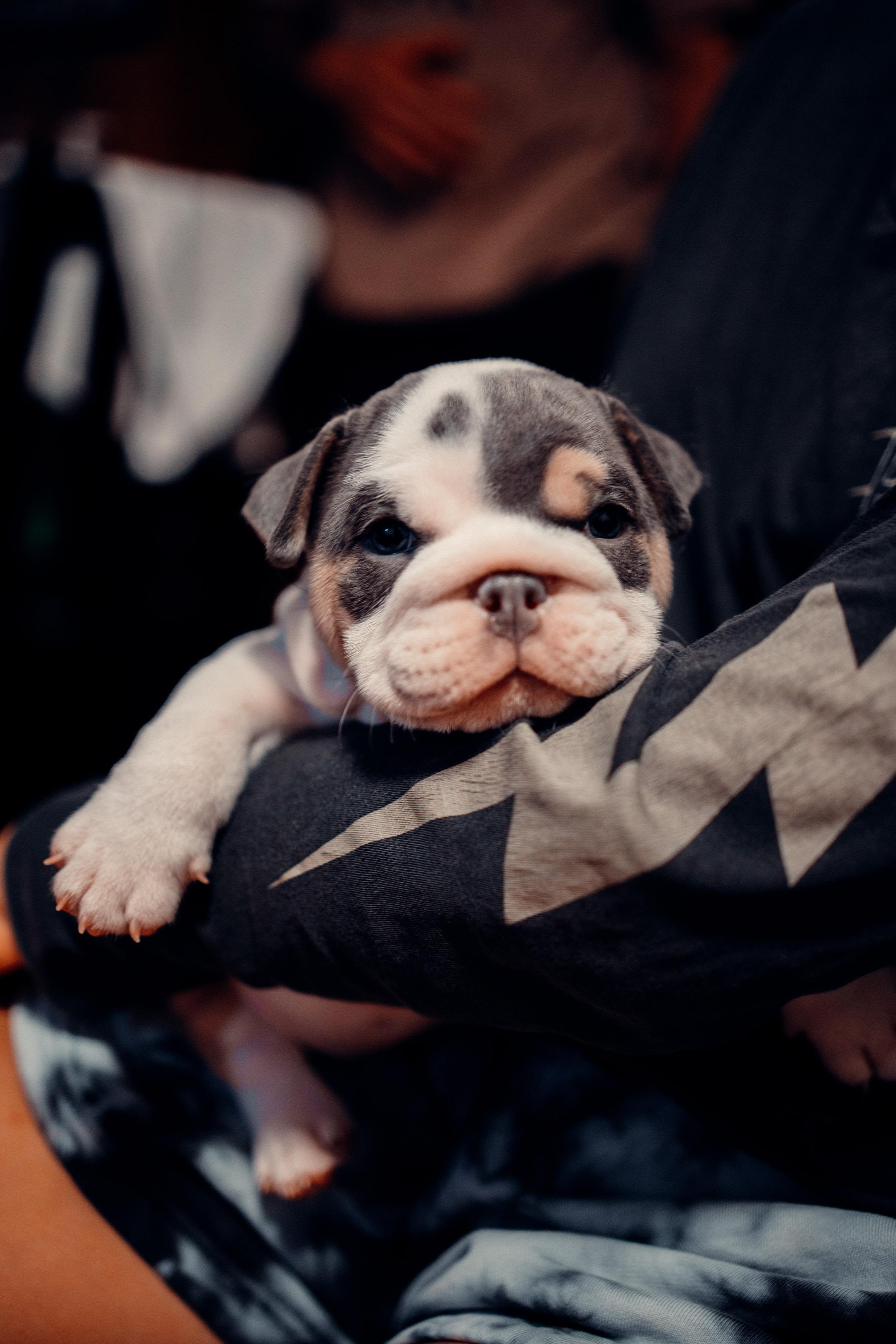 Image of someone holding a French bulldog for sale in California.