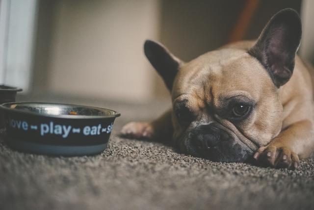 What and how much should a French bulldog puppy eat?