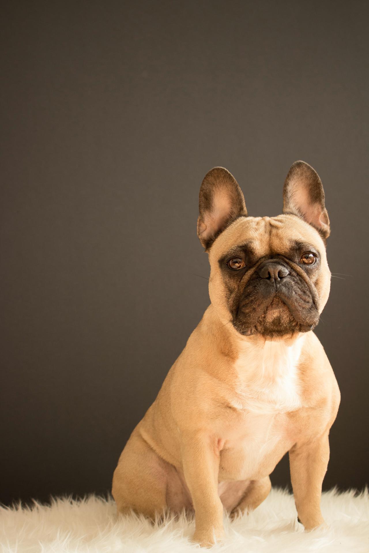 Where to buy French bulldogs in California