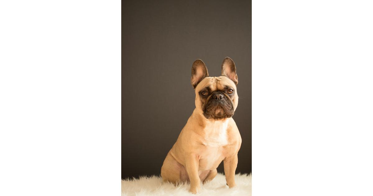 Look Out! Red Flags When Buying French Bulldogs