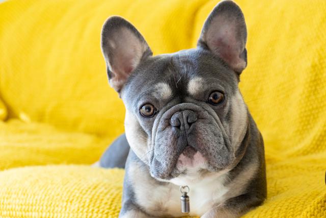 6 benefits of using a French bulldog stud service