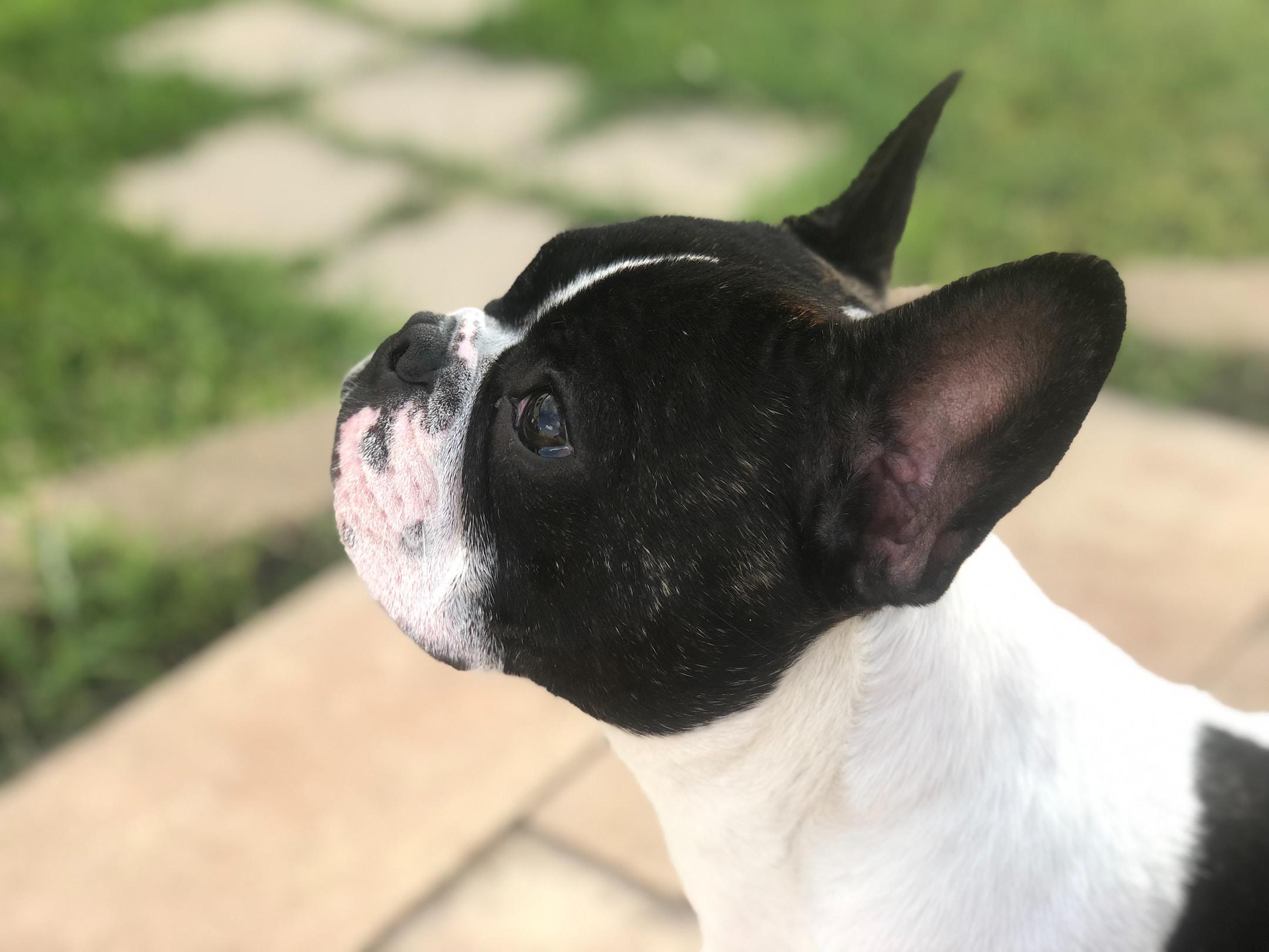 Training Secrets from Socal French Bulldog Breeders