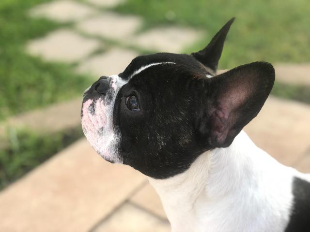 Training Secrets from Socal French Bulldog Breeders