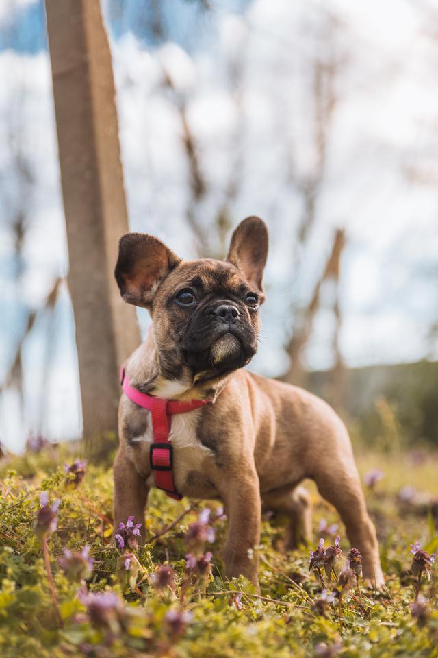 French bulldog breeders tips: questions to ask at your puppy&#x27;s first vet appointment