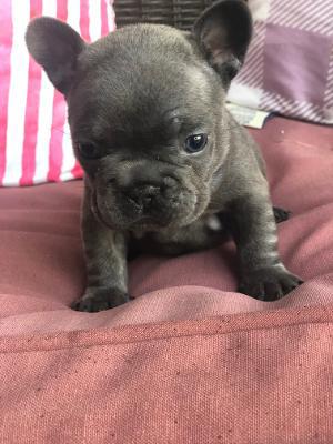 learn how to potty train your french bulldog puppy