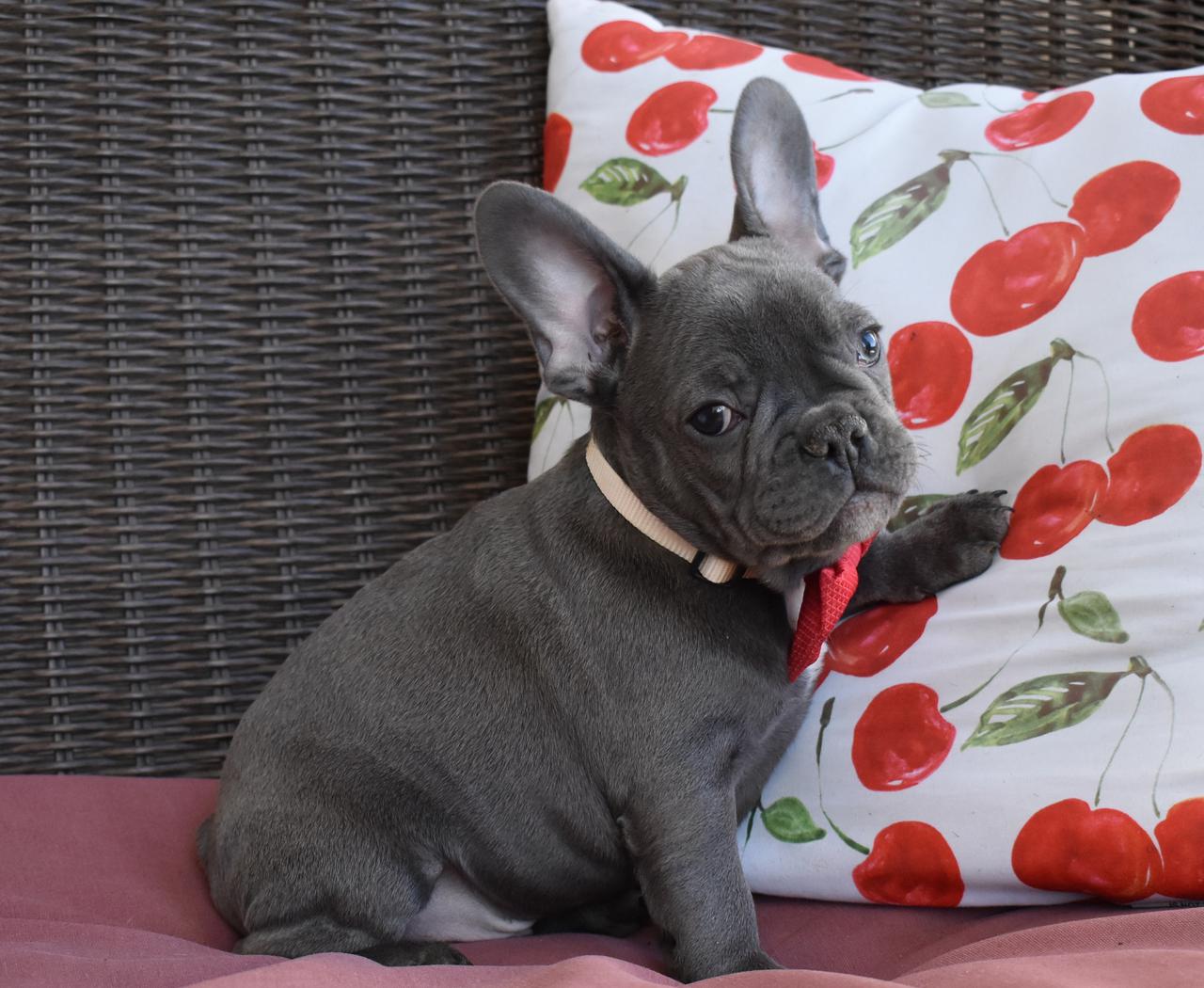 Royal Empire French Bulldogs Home