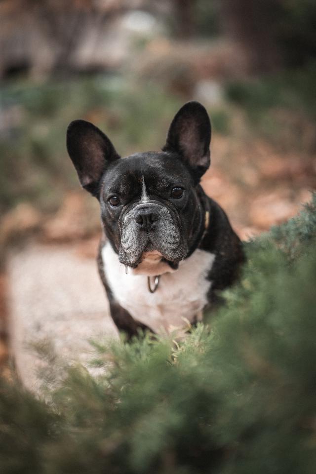 What to ask and where to buy French bulldogs