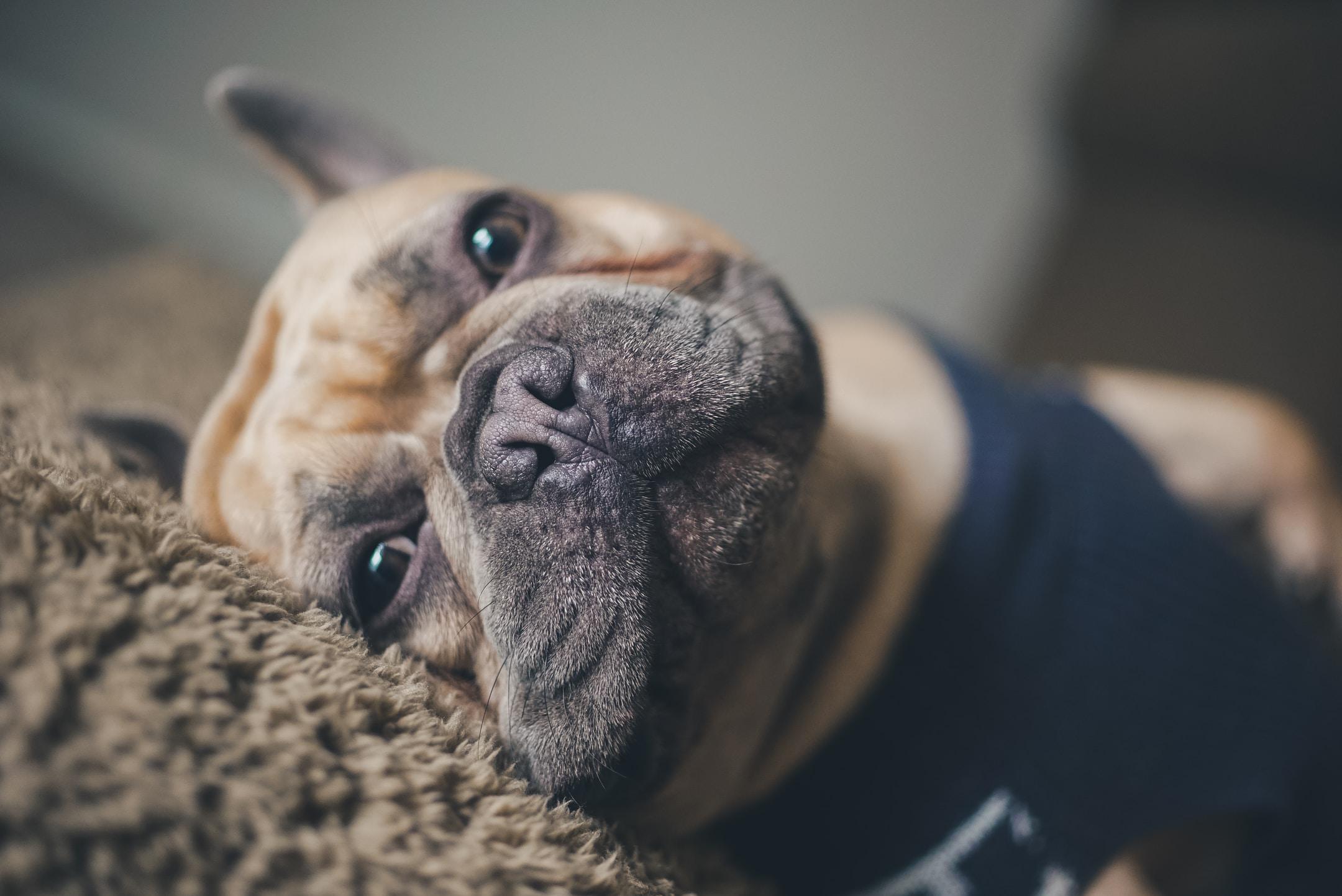 What to look for in a French bulldog stud service in California