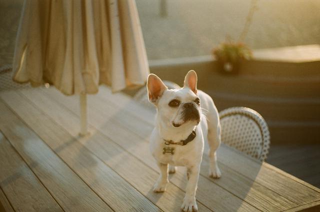How to choose a California French bulldog breeder to get a dog like this one.