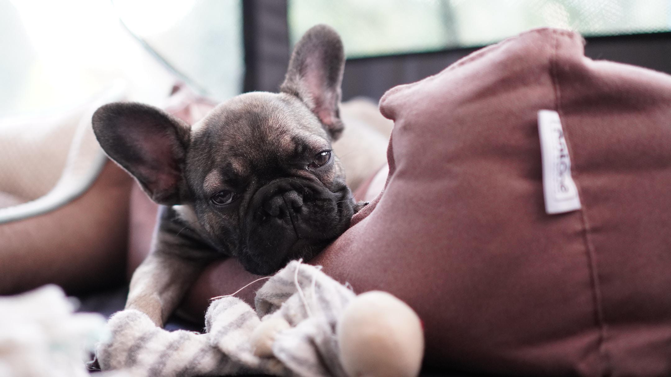 Royal Empire French Bulldogs is the ideal breeder when you're ready for a new puppy.