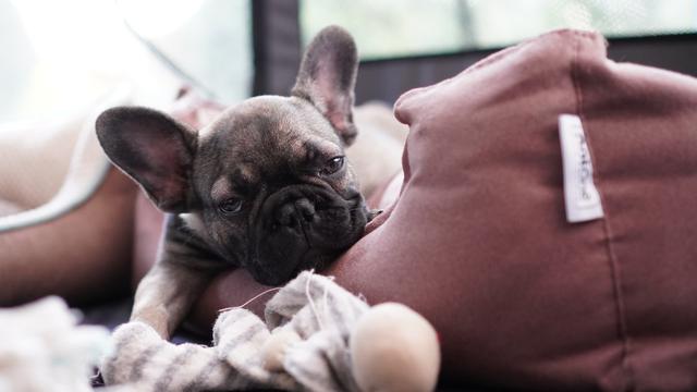Royal Empire French Bulldogs is the ideal breeder when you&#x27;re ready for a new puppy.
