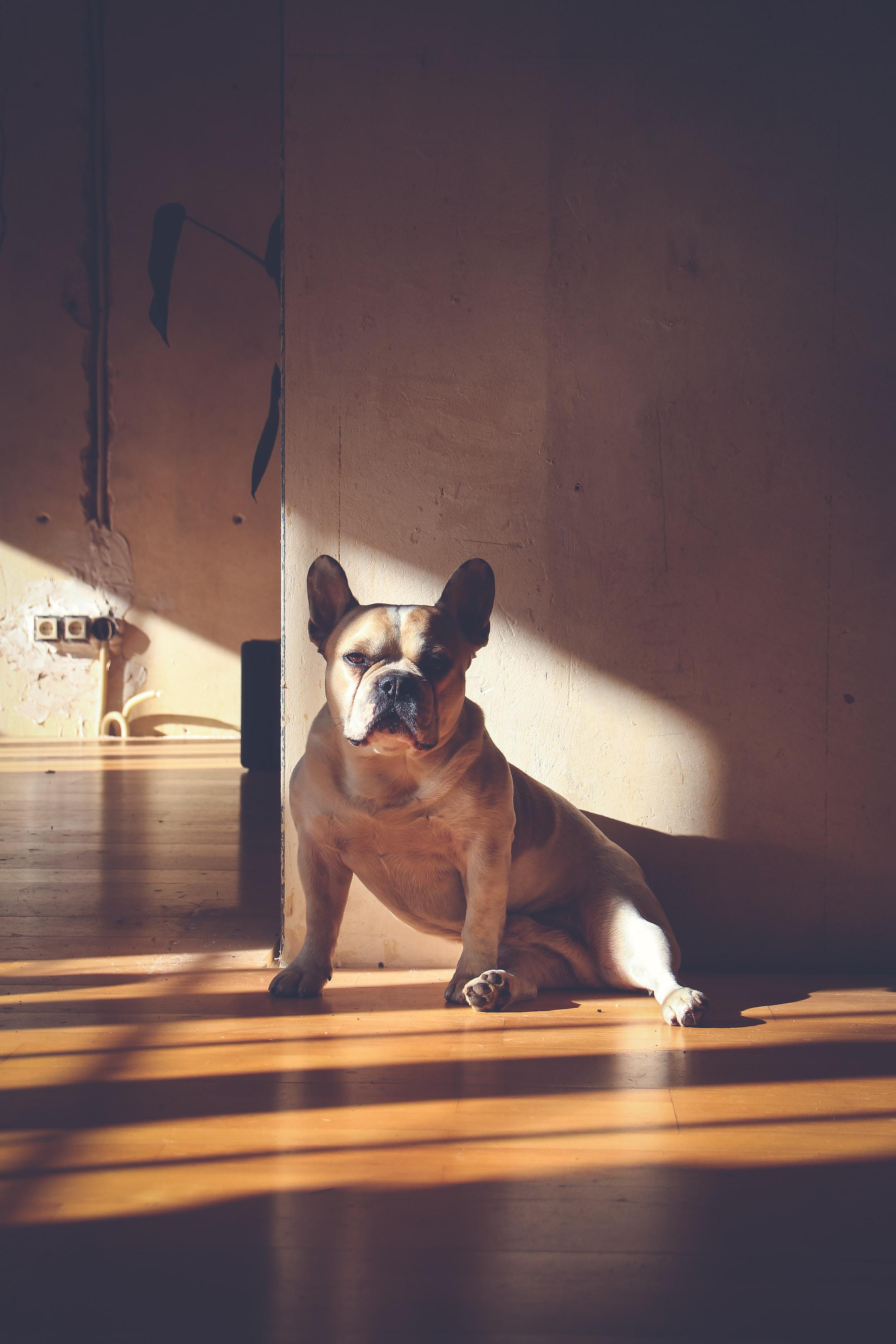 Tips for Finding French Bulldogs for Sale in California