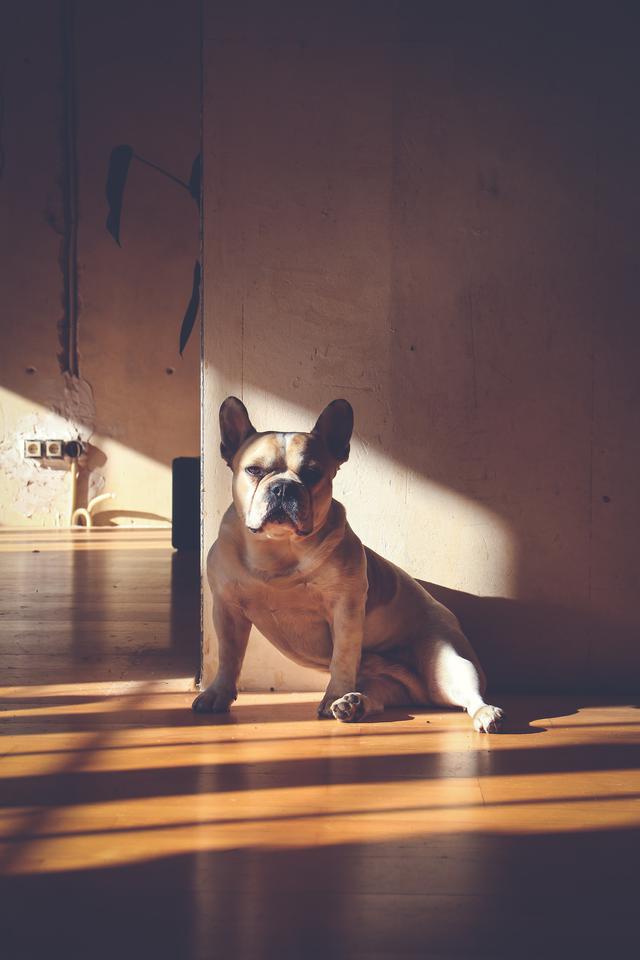 Tips for Finding French Bulldogs for Sale in California