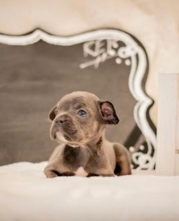 French bulldogs are eligible for financing in California