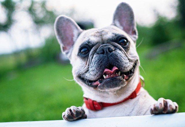 best french bulldog breeders.jpg