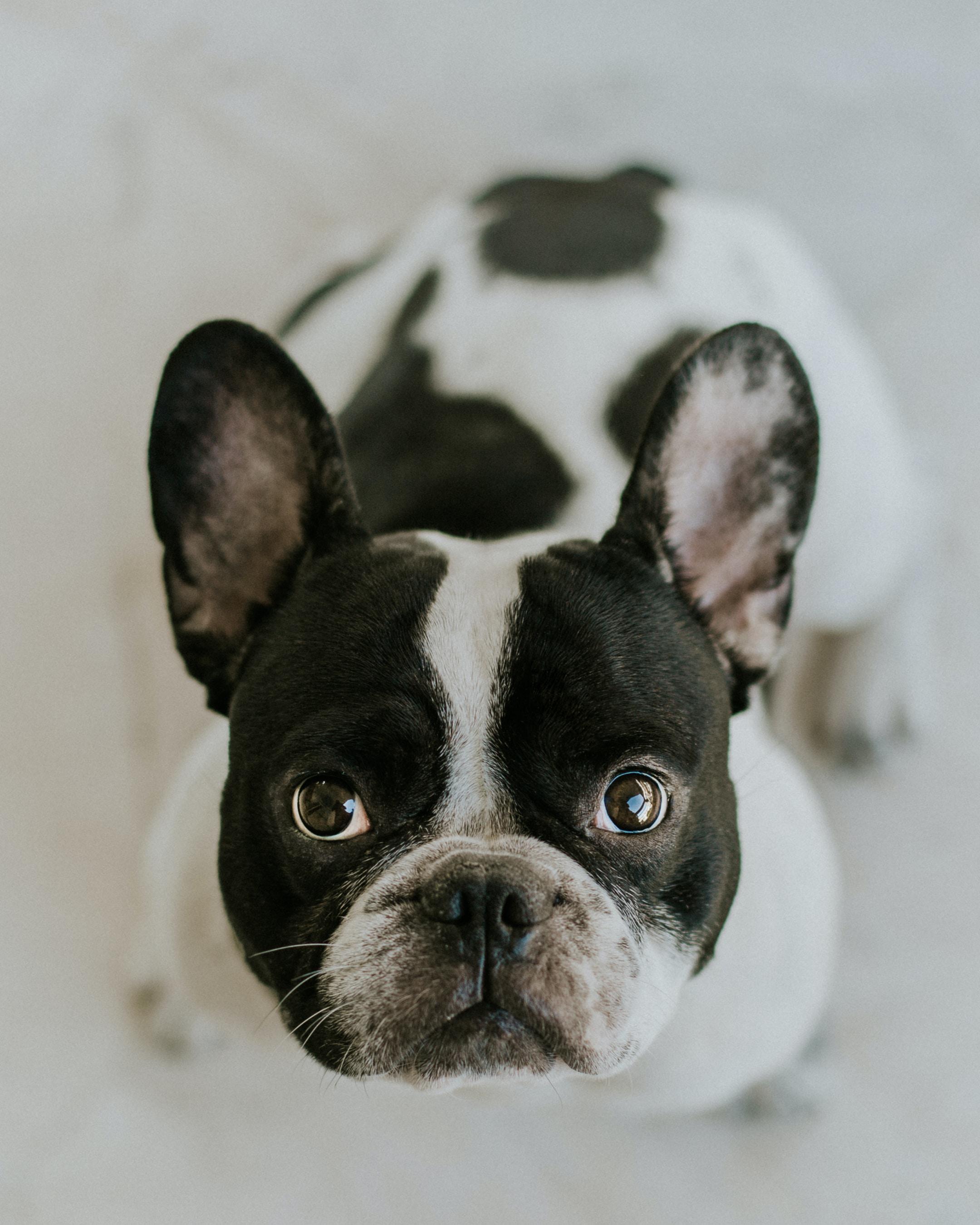 Ways you can get French bulldog financing in California