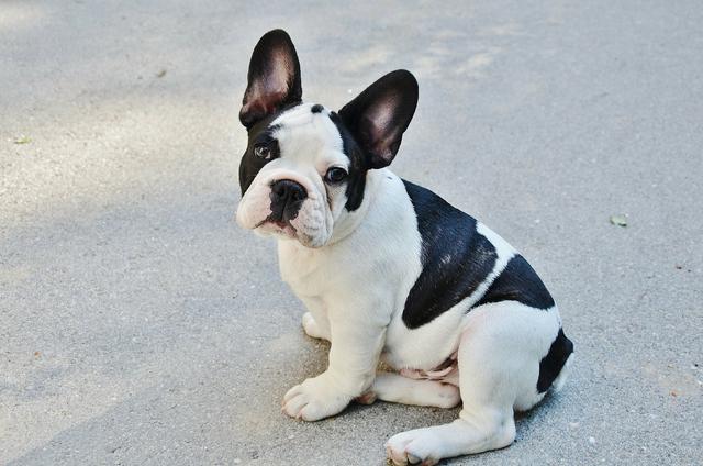 french-bulldog-277255_1920.jpg