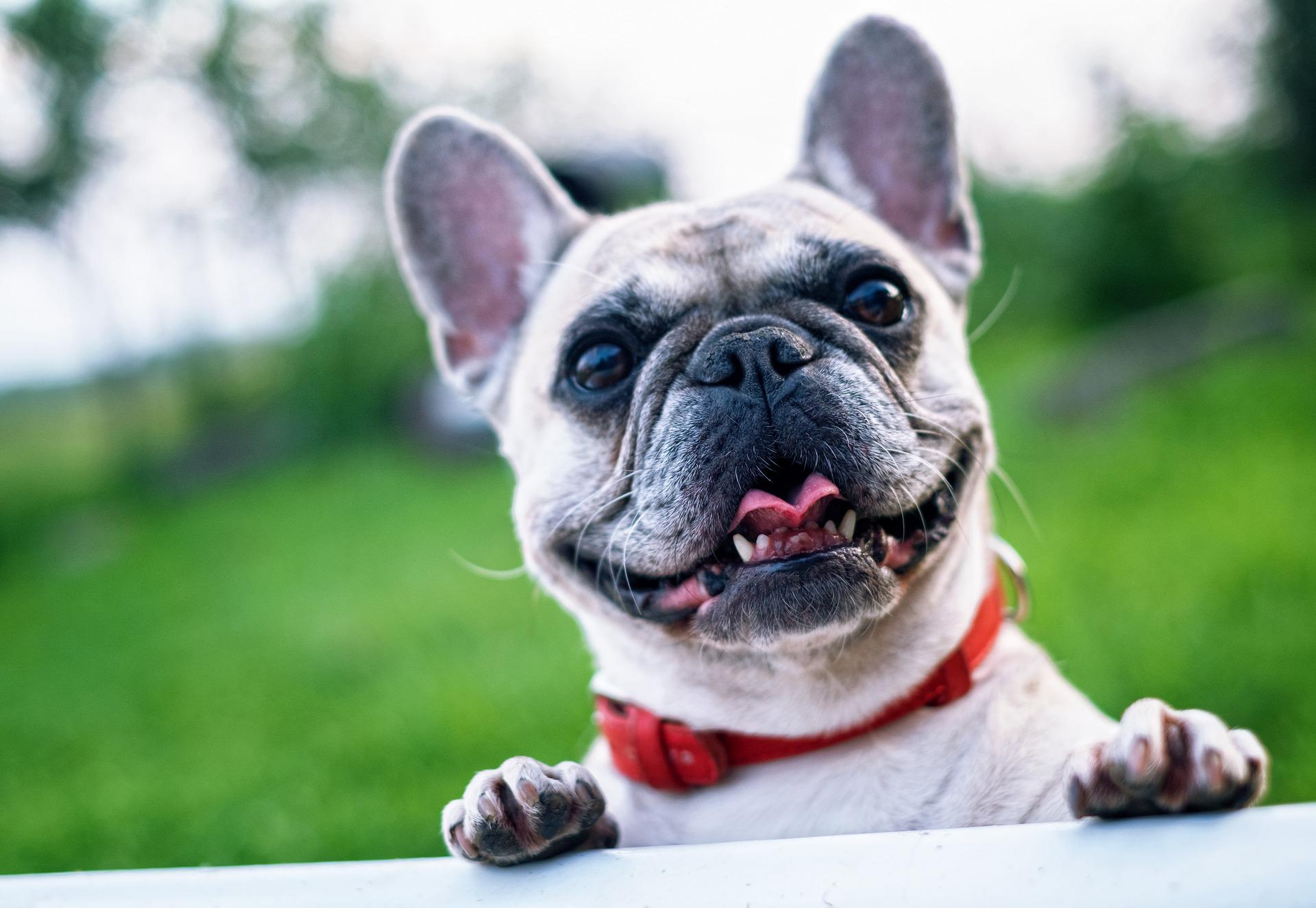 french-bulldog-1482630_1920.jpg
