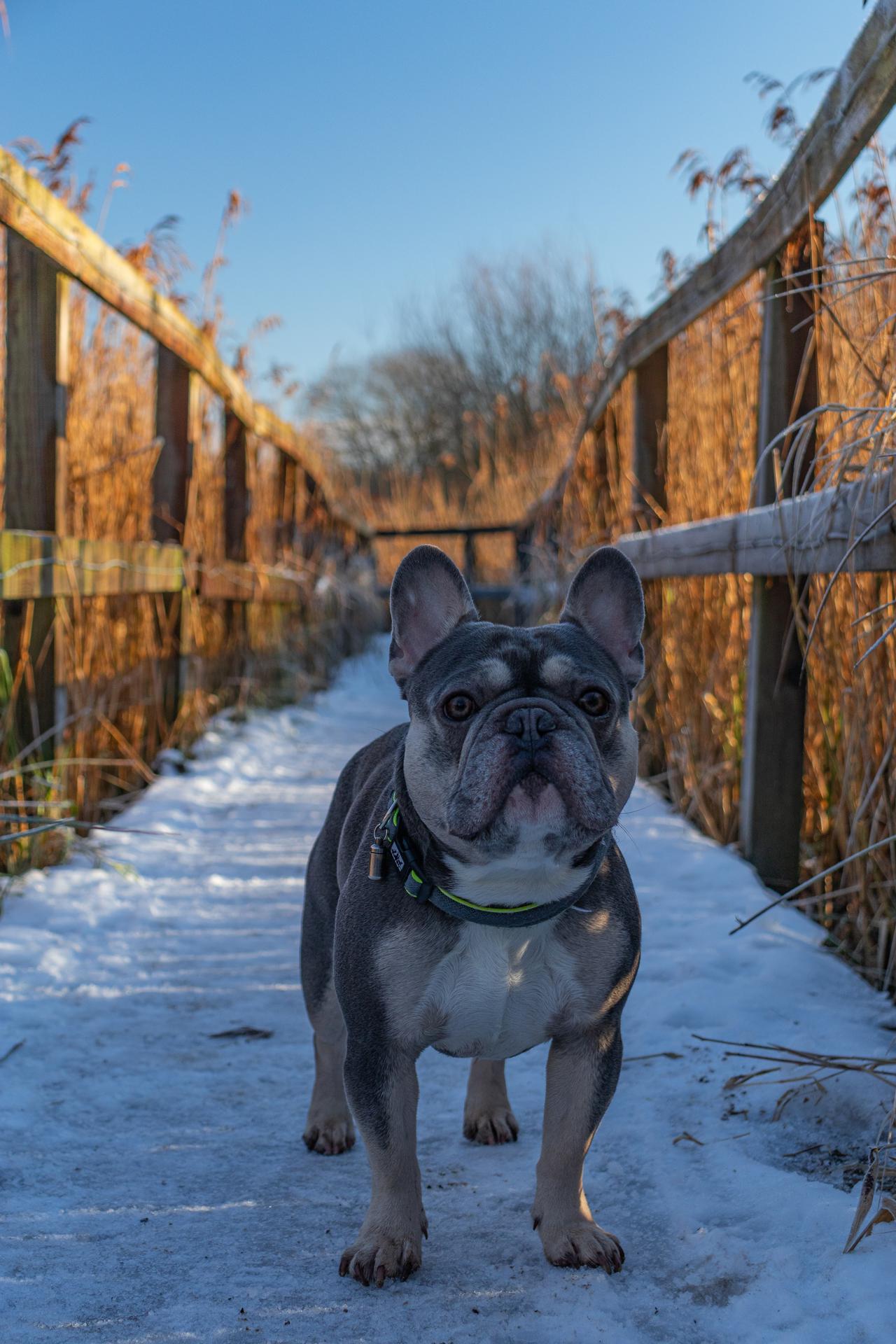 Registered french bulldog store breeders