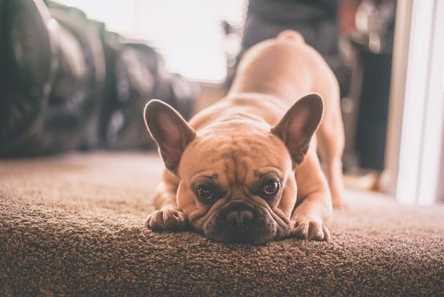 How Much Should a French Bulldog Puppy Eat?