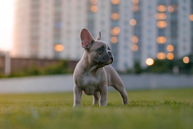 Image of a puppy purchased from a purebred French bulldog breeder standing in front of an apartment building at dusk.